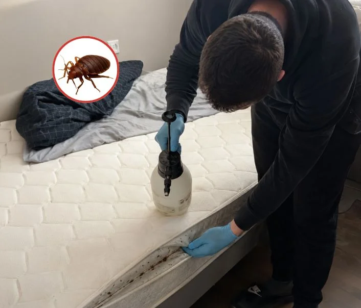 Technicien traitant un matelas contre les punaises de lit à Chanteloup-en-Brie